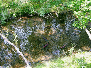 Salmon spawning